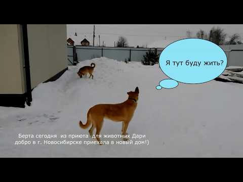 Животные из приюта сегодня первый день дома Истории усыновления animal stories from a shelter