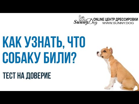Как понять что собаку били? Простой тест - доверяет ли вам ваша собака Как понять что собаку били? Простой тест - доверяет ли вам ваша собака