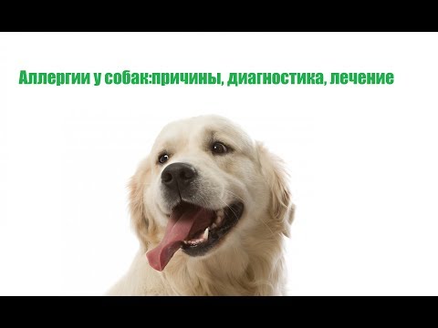 Аллергии у собак: причины, диагностика, лечение