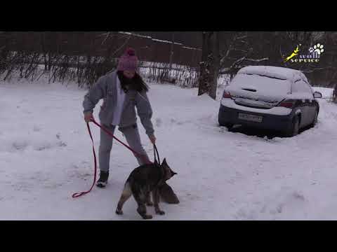 Укладка с тряпкой после борьбы, щенок немецкая овчарка