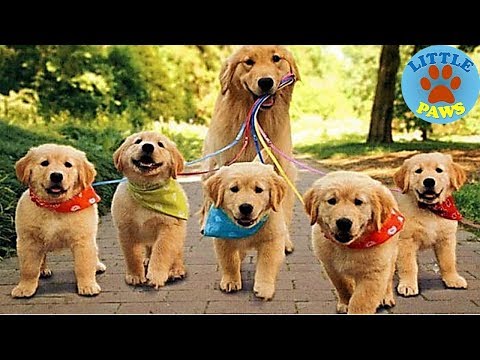 Top 10 Dog Breeds for Newbie Owners