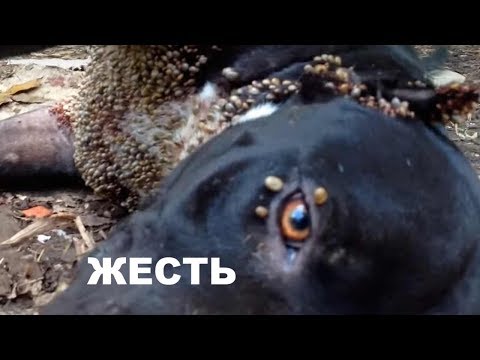 ШОК!СПАСАТЕЛИ ТАКОГО НИКОГДА НЕ ВИДЕЛИ ШОК!СПАСАТЕЛИ ТАКОГО НИКОГДА НЕ ВИДЕЛИ