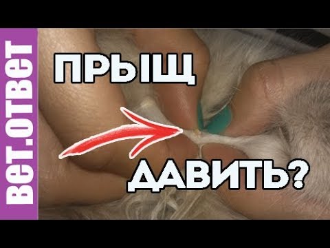 Можно ли выдавить прыщик у кошки? Корм лучше Вискаса.
