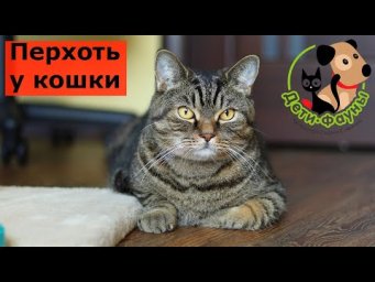 Перхоть у кошки, 7 основных причин
