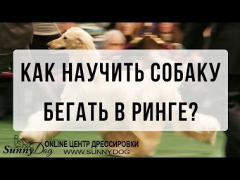 Как научить собаку бегать в ринге?