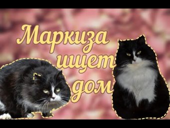 МАРКИЗА ИЩЕТ ДОМ!