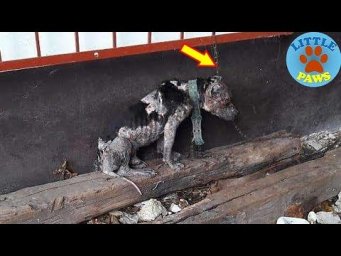 Rescue a Sad Dog Was Chained Up So Tightly He Couldn't Lay Down To Sleep