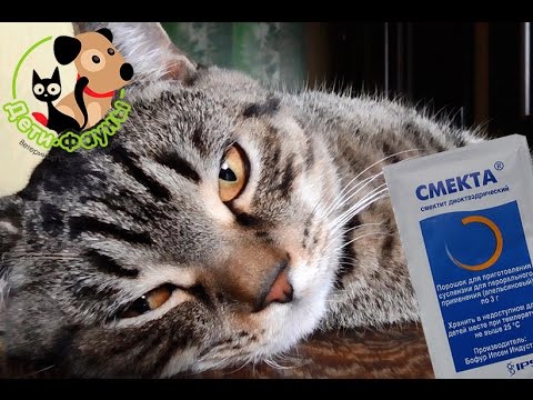 Смекта. Можно ли смекту собаке/кошке? Как разводить смекту? Смекта. Можно ли смекту собаке/кошке? Как разводить смекту?