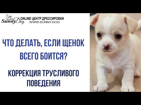 Что делать, если щенок всего боится? Трусливая собака. Коррекция трусливого поведения