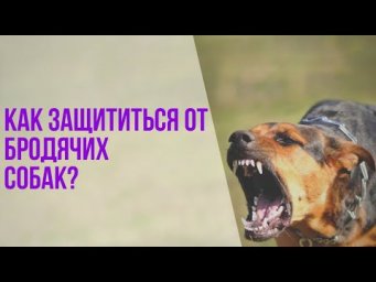 Как защититься от бродячих собак в случае нападения?