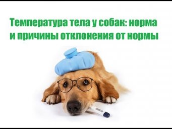 Температура тела у собак  норма и причины отклонения от нормы