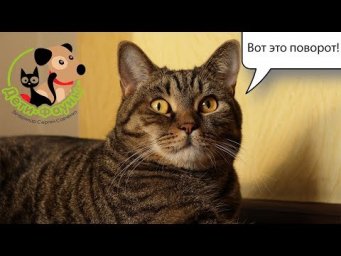 Снова страйк на канале. Где запись стрима? Видео для подписчиков