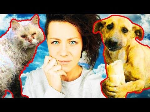 ДЕНЬГИ БЕЗДОМНЫМ ЖИВОТНЫМ НА СТРИМАХ! Anny Magic ДЕНЬГИ БЕЗДОМНЫМ ЖИВОТНЫМ НА СТРИМАХ! Anny Magic