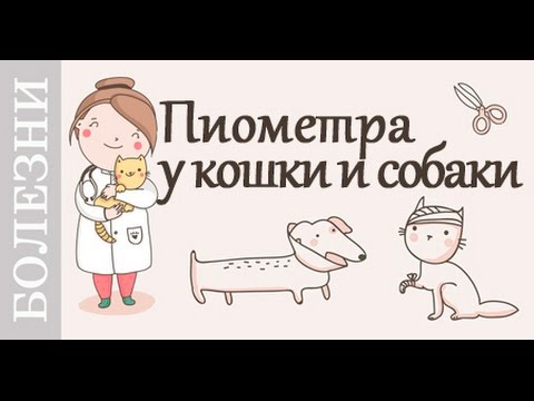 Пиометра у кошки, собаки. Симптомы и лечение. Советы ветеринара