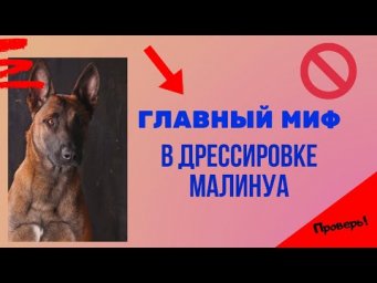 Главный миф дрессировки малинуа. Ошибка, которую совершает большинство!