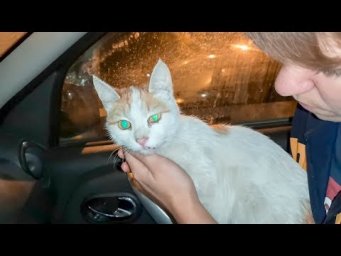 В мусоропроводе Новосибирцы нашли кошку saving injured animals
