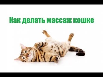 Как делать массаж кошке & Зачем нужен массаж кошке. Ветклиника Био-Вет