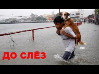 REAL SUPERHEROES SAVE THE ANIMALS. НАСТОЯЩИЕ СУПЕРГЕРОИ СПАСАЮТ БРАТЬЕВ НАШИХ МЕНЬШИХ