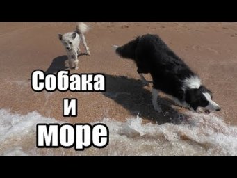 Крым. Генеральские пляжи. Собака на море. Собака ловит волны.
