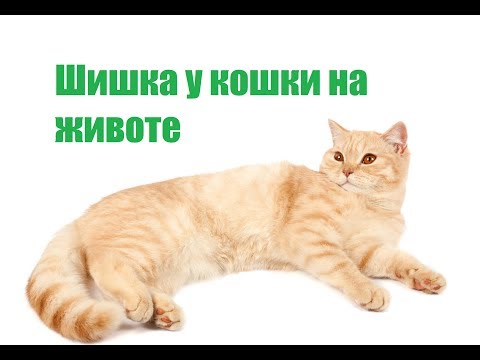 Шишка У Кошки На Животе & Что Делать С Шишкой На Животе У Кошки Шишка У Кошки На Животе & Что Делать С Шишкой На Животе У Кошки