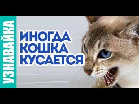 ✅ Почему кошка кусается, царапается и становится агрессивной. ✅ Почему кошка кусается, царапается и становится агрессивной.
