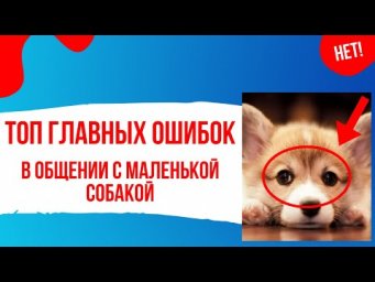 Ваши главные ошибки общения с маленькой собакой