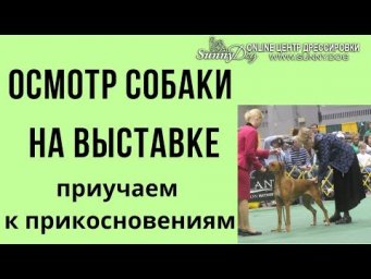 Осмотр собаки на выставке. Приучаем.