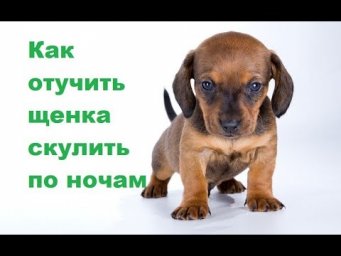 Как отучить щенка скулить по ночам. Ветеринарная клиника Био-Вет