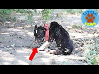 Rescue a Bait Dog Too Sad To Lift Her Head Loves To Go On Walks Now