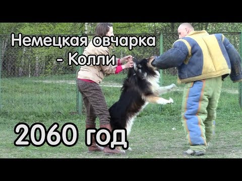 Дрессировка колли, будущее немецкой овчарки, собака для охраны, фас
