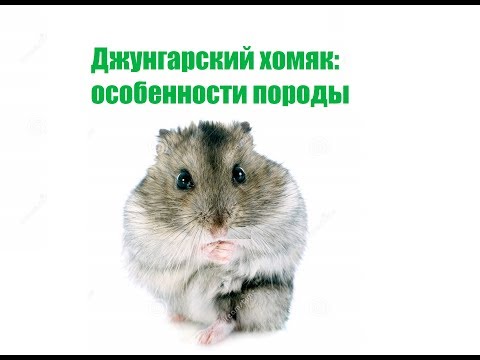 Джунгарский хомяк: особенности породы