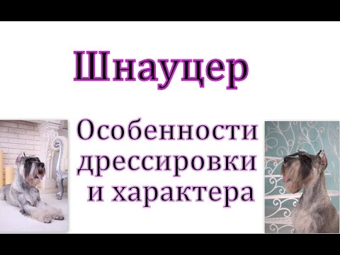 Особенности обучения шнауцера Особенности обучения шнауцера
