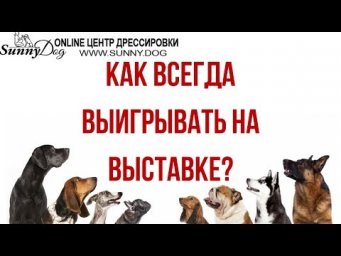 Как победить на выставке? Шоу-темперамент собаки