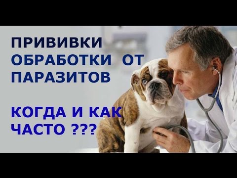 Моя собака. Когда ставить щенку прививки. Ветобслуживание.