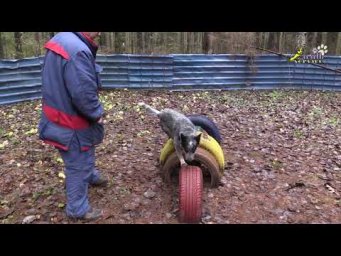 Дрожь земли и другие атракционы для маленьких собачек
