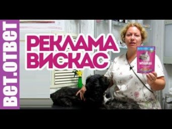 Почему я рекламирую ВИСКАС?! Кастрация без наркоза. ВетОтвет.