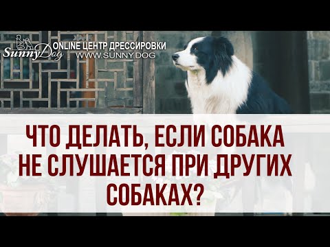 Что делать, если собака не слушается на прогулке при других собаках? Как научить?