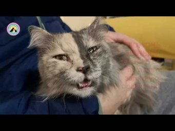 Отдышка у кошки Ищем причину Помогите спасти help save the cat's life