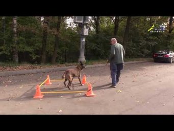 Малинуа Фокс, упражнение Зона