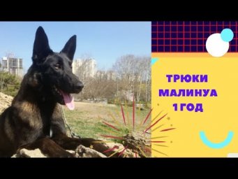 Дрессировка малинуа. Трюки в 1 год