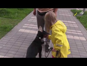 Взаимодействие ребёнка с собакой, вождение на поводке, выдержка