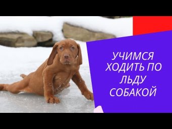 Как правильно ходить по льду  с собакой?