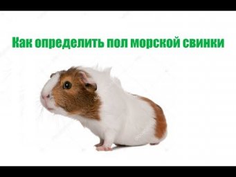 Как определить пол морской свинки