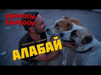 Настоящий Алабай или дух волкодава