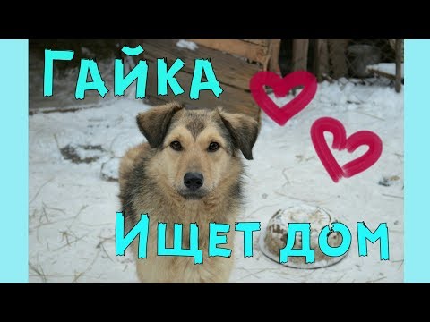ГАЙКА ЖДЕТ ХОЗЯИНА! ЛУГАНСК!