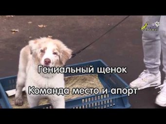 Гениальный щенок