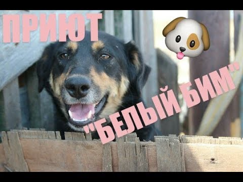 ЧАСТНЫЙ "ПРИЮТ БЕЛЫЙ БИМ" ПЕТРОПАВЛОВСК КАЗАХСТАН ЧАСТНЫЙ "ПРИЮТ БЕЛЫЙ БИМ" ПЕТРОПАВЛОВСК КАЗАХСТАН